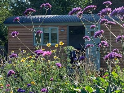 A wooden cabin surrounded by colourful flowers and tall purple plants.