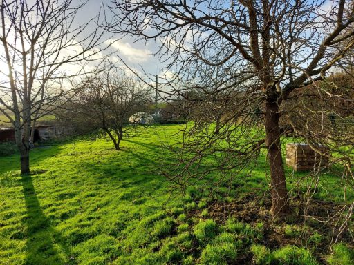 Sunlit garden with green grass, bare trees, and a distant shed under a blue sky.